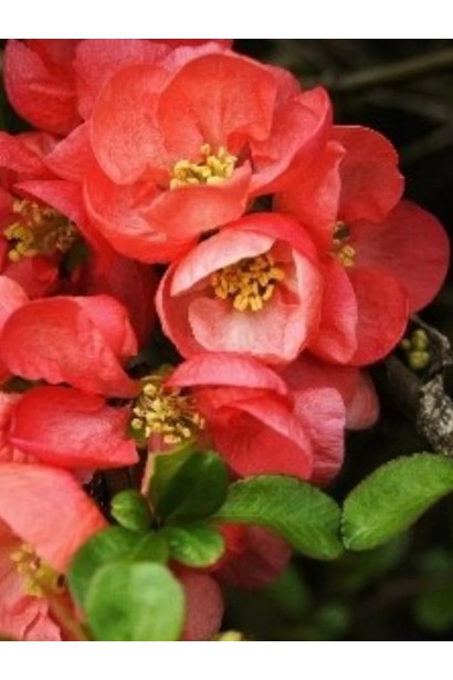 Ніжно рожеві квітами Хеномелес Салмон горизонт.Айва японская Салмон Горизонт в цветении в апреле.